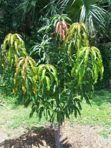 Amrapali Mango Plant