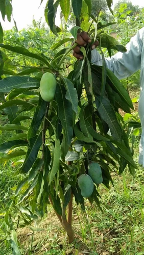 Mango Tree Amrapali