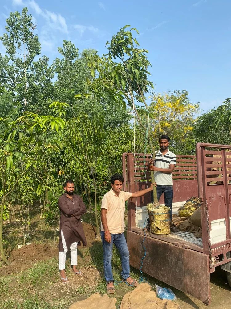 Chausa Mango Rs 3000