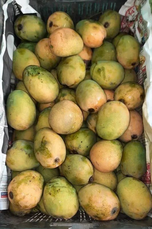 Himsagar Mango