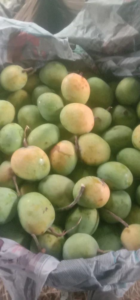 Fresh Himsagar Mango