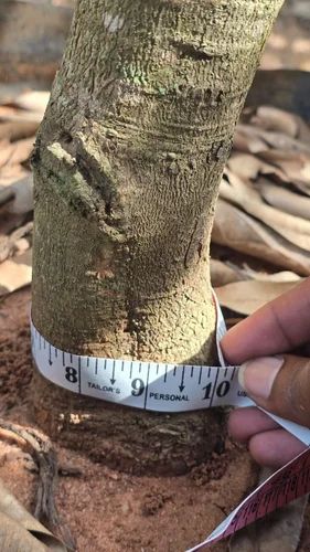 Grafted Mallika Mango Tree (5 Years Old)