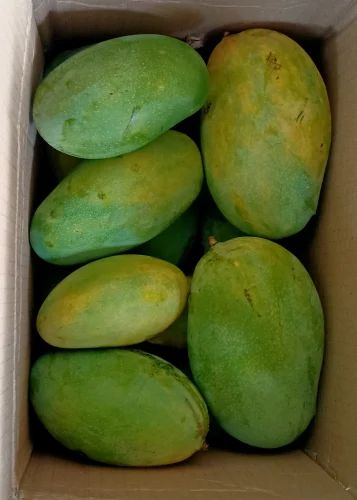 Mallika Mango, Carton, Packaging Size: 5 Kg