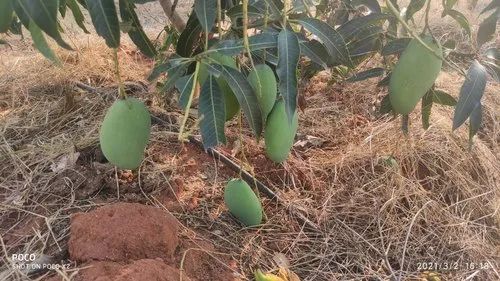 Mallika Mango