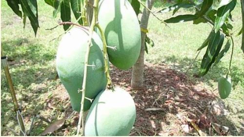 Mallika Mango