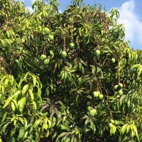 Mangoes RASPURI
