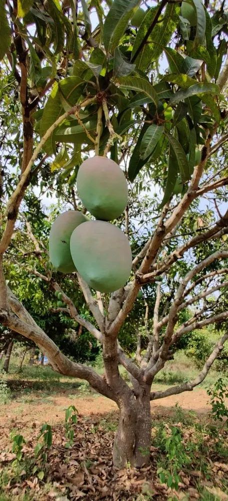 Raspuri Mango