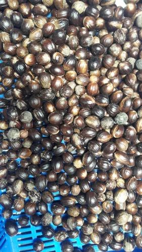 Nutmeg Jaiphal With Shell, Tiger