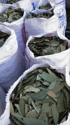 Fresh Bay Leaf, Premium