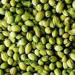 Aaha Impex 12 Month Coriander Seeds