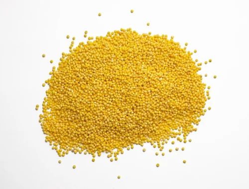 Yellow Mustard Seeds, Medium