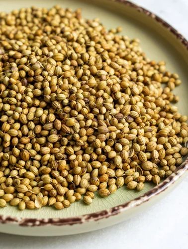 Fresh Coriander Seeds