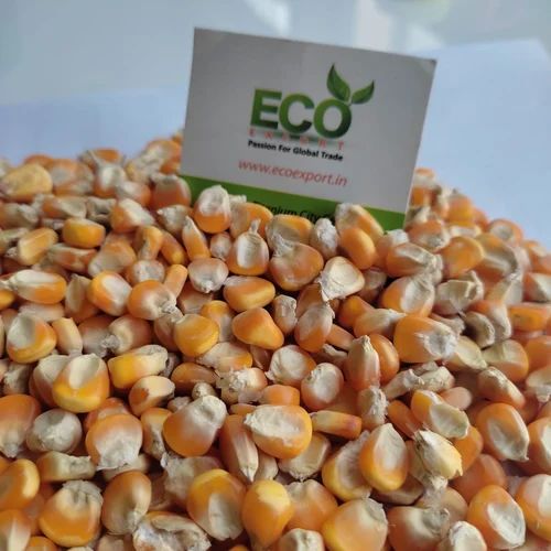 A Grade Maize Yellow Corn