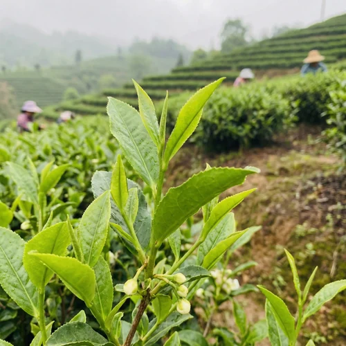 Natural Green Tea, Flavor: Plain, Loose Leaf