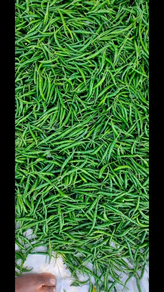 G4 Green Chilli