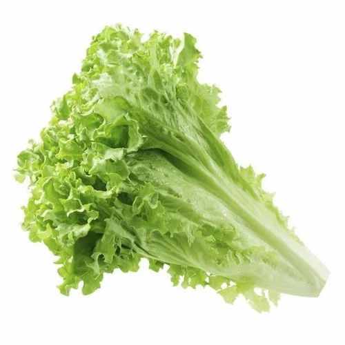 A Grade Green Lettuce