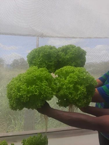 Hydroponic Vegetable Lettuce