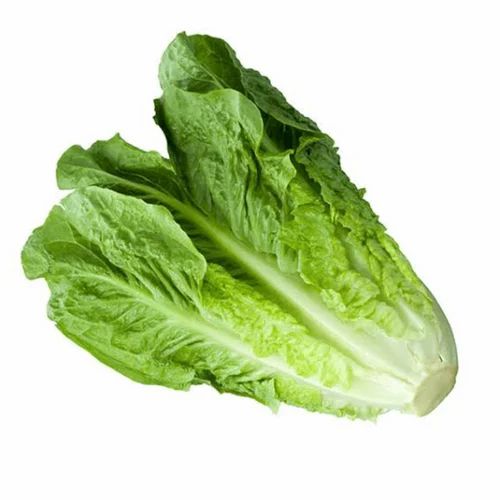 A Grade Fresh Green Lettuce Vegetable, Loose