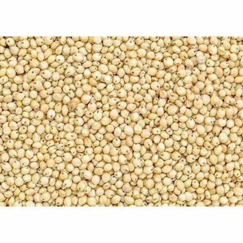 Bag White Foxtail Millet Seed, Whole Grains, Organic