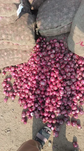 Fresh Onion, 50 Kg, Onion Size: 30 mm