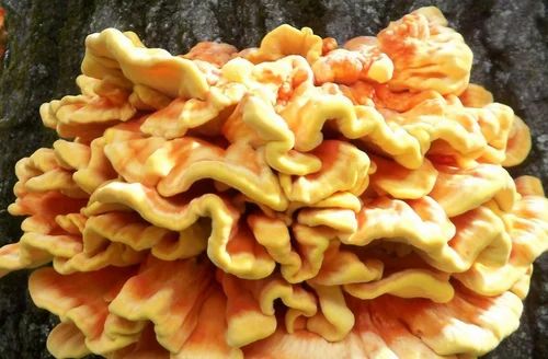Chicken of the wood spawn