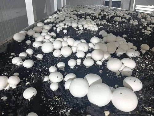 Direct Farm Fresh Mushroom, 1 kg