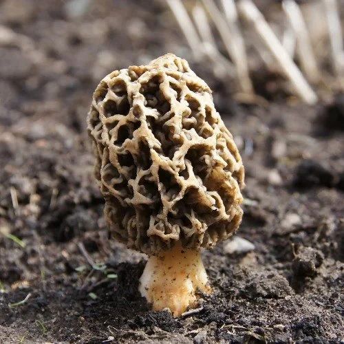 Guchchi Mushroom