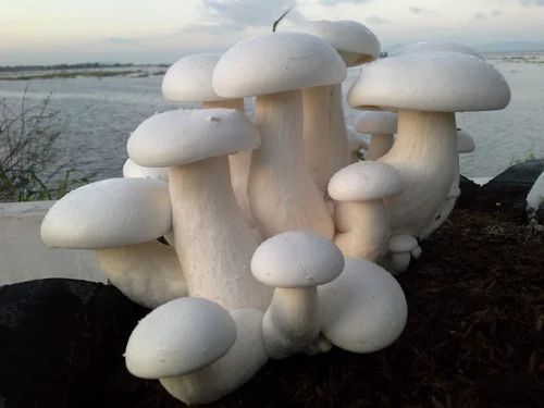 Maharashtra Fresh Milky Mushroom, Packaging Type: PP Bag