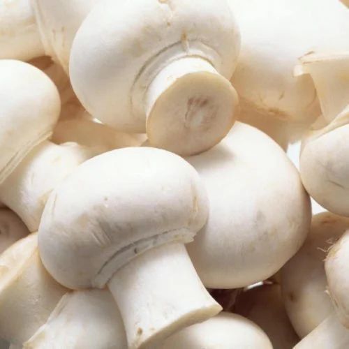 Fresh Button Mushroom