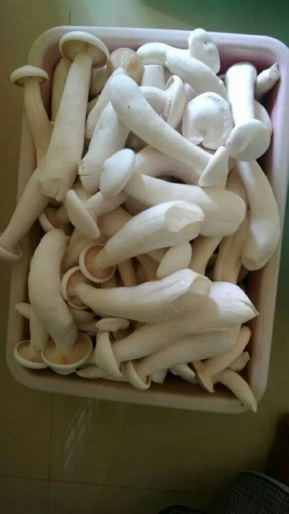 Fresh Milky Mushroom