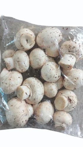 Visakhapatnam Mushroom, Packaging Type: Carton, Packaging Size: 15kg