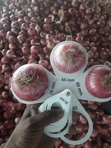 Onions, 10 Kg, Onion Size: 50 mm