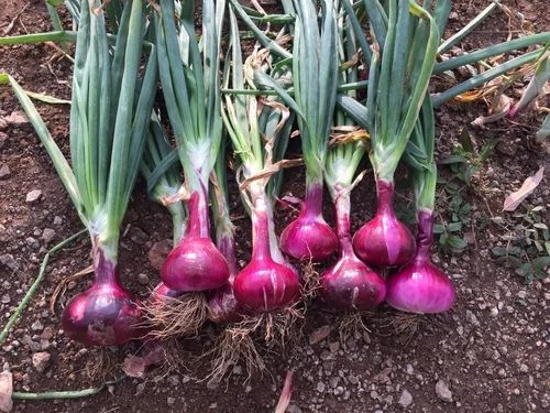 Garhwa Onion, 45-55mm, 25 kg