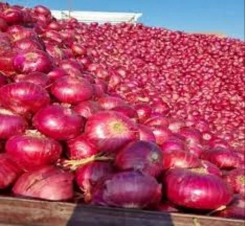 50 kg Nashik Red Onions, A Grade