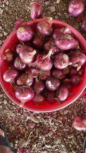 Fresh Garva Onion, 50 kg, 45Mm+