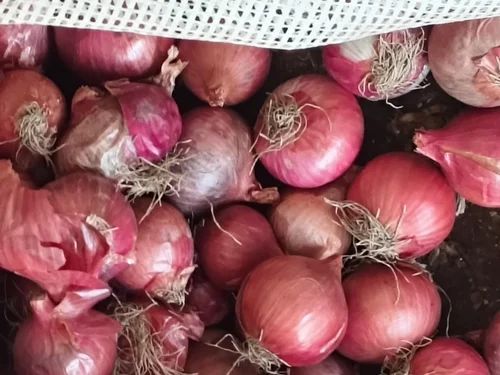 Loose Organic Red Onion, Grade: A Grade, 55Mm+