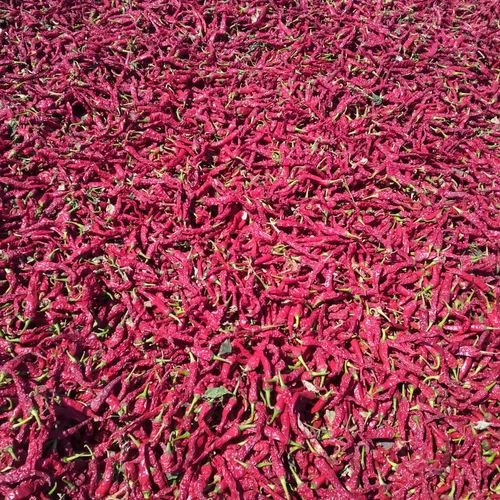 Red Kashmiri Mirch Powder, 50 g