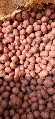 Brown A Grade Chipsona Potato