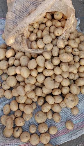 A Grade Brown Fresh Potato