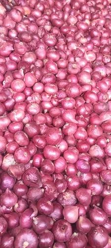 Premium Quality 50 mm Size Red Onion, 55mm+