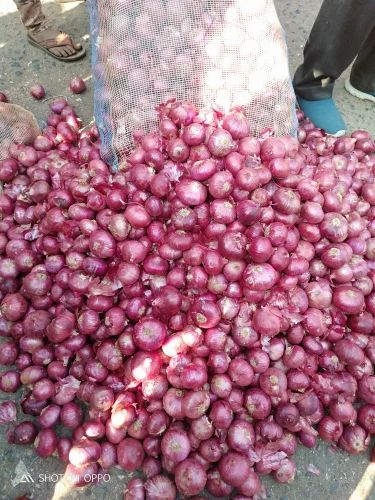 Super Quality 40 mm Fresh Red Onion, 45mm+