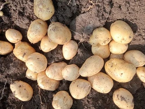Yellow Residue Free Fresh Jyoti Potato, 55Mm+, 60 kg