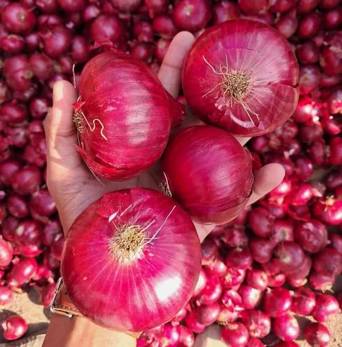 Export Organic Red Onion, 55Mm+, 20 kg