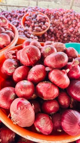 Red Onion Onions, 50 kg, 55Mm+