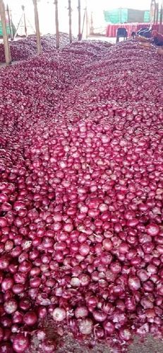 Pink Onion Dubai Quality Onions, 20 kg