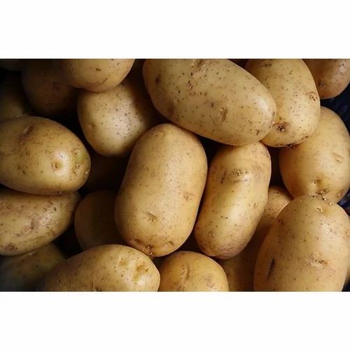 Brown Fresh Potato for Processing