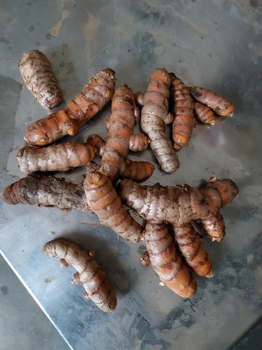 Fresh Turmeric Root