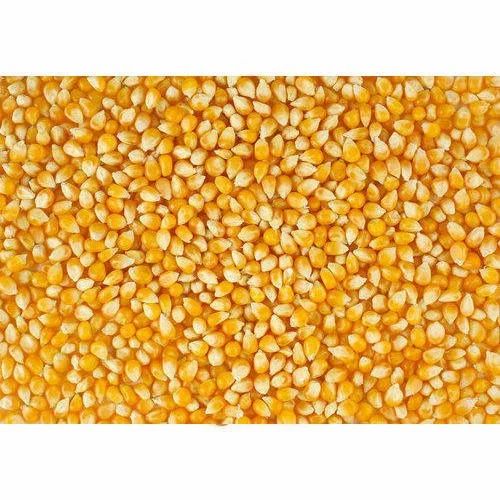 Amatya Maize Yellow Corn, For Animal Feed, Organic