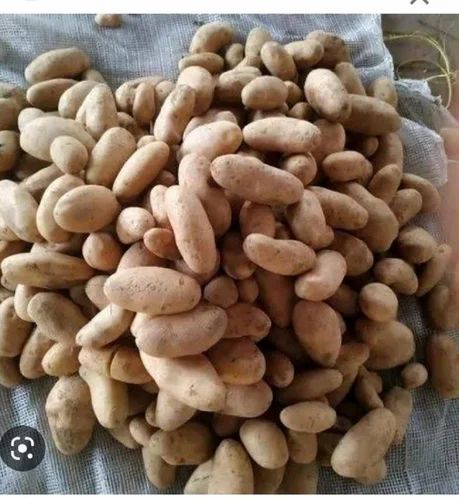 A Grade Santana Potato Ahmedabad
