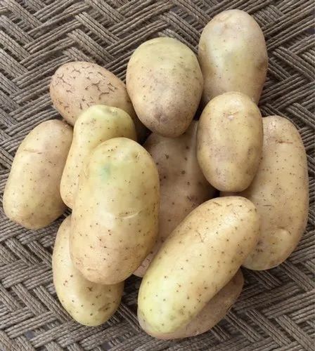 Kufri Khyati seed size potato